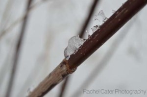 icy stem