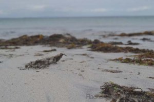 Sandy Beach with Seaweed