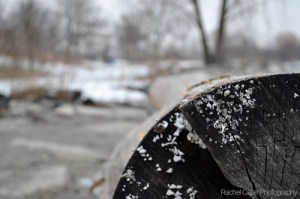 Toronto photo of snowy log at beach