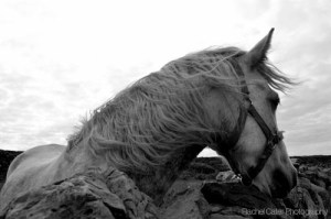 Aran Islands Ireland White horse