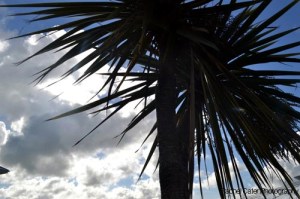 Creating Memories with Travel & Photography Palm Tree at the Titantic Last Port in Ireland