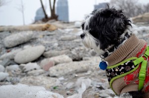 toronto beach scamp gazing at rocks