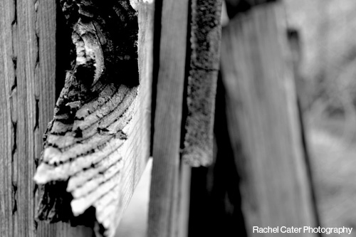 Black and White Photography Close up Shot of Broken Fence in Toronto