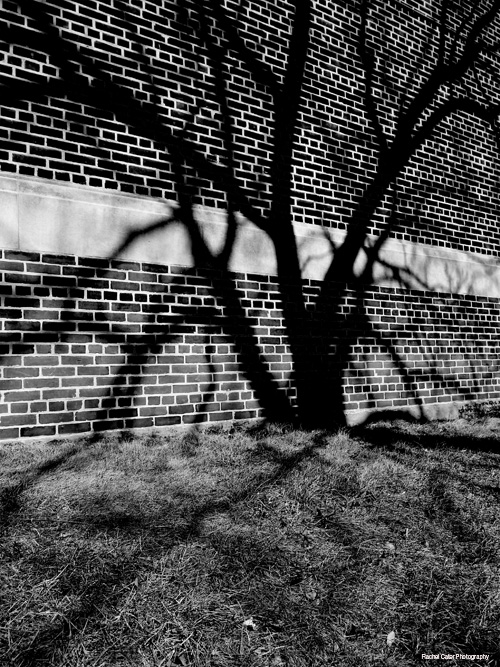 Black and White Potography Shadow series shadow of tree on brick building in Toronto