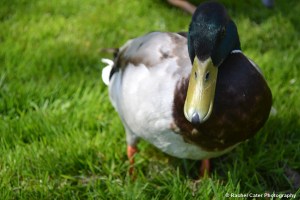Close up of a duck in Amsterdam Rachel Cater Photography