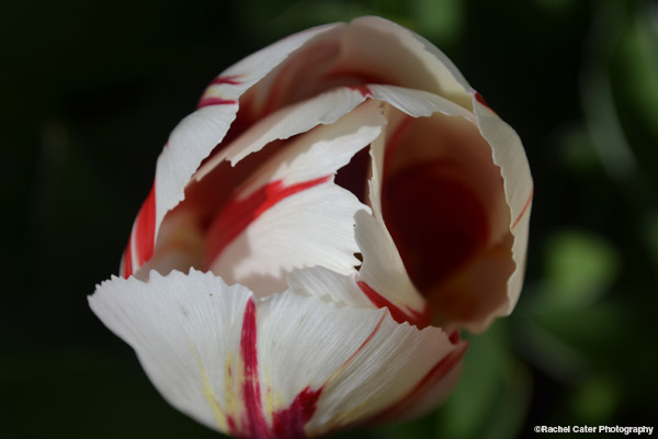 Macro Colour Photograph of Pink and White Tulip Rachel Cater Photography