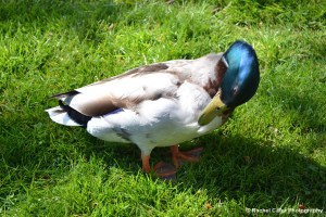 Profile close up of a duck in amsterdam Rachel Cater Photography
