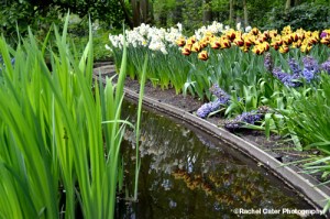 Reflections of Tulips in Water_Tulip Festival in Noordoostpolder_Rachel Cater Photography