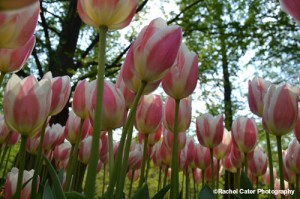 Tall Tulips_Tulip Festival in Noordoostpolder_Rachel Cater Photography