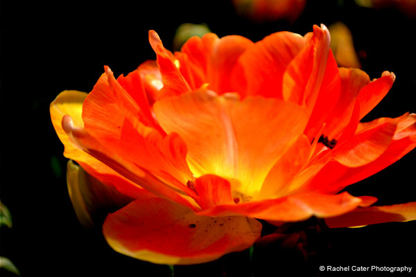 Tulip Festival Rachel Cater Photography