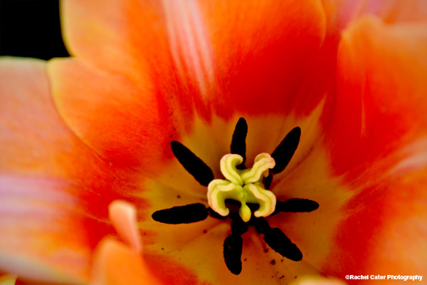 A closer look at&nbsp;flowers