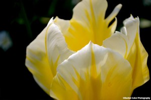 Yellow Tulip Rachel Cater Photography