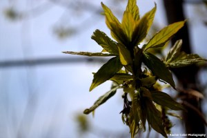 Blooming tree branch Toronto Rachel Cater Photography