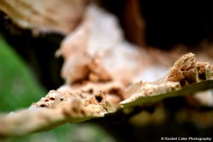 Broken Wood on a tree Rachel Cater Photography