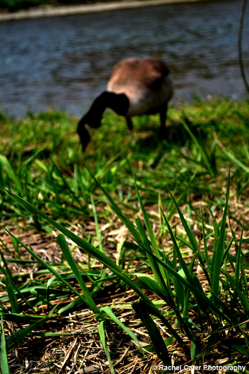 Canada Goose Grazing