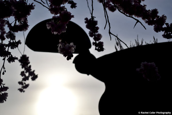 Cherry Blossoms in Stockholm Rachel Cater Photography