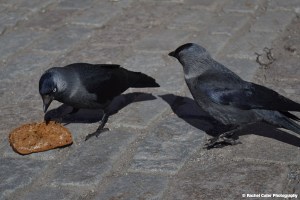 Close up of Birds Stockholm about to Eat Bread Rachel Cater Photography