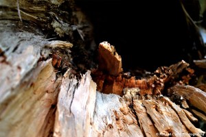 Close up of broken wood in Toronto Rachel Cater Photography