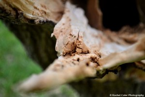 Close up of splintered wood Rachel Cater Photography