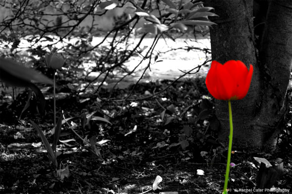 Vibrant Red Tulip