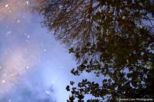 Reflections of Tree in Puddle in Prague Rachel Cater Photography