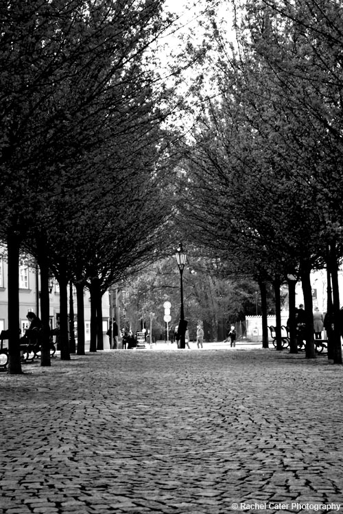 Row of trees Prague Rachel Cater Photography
