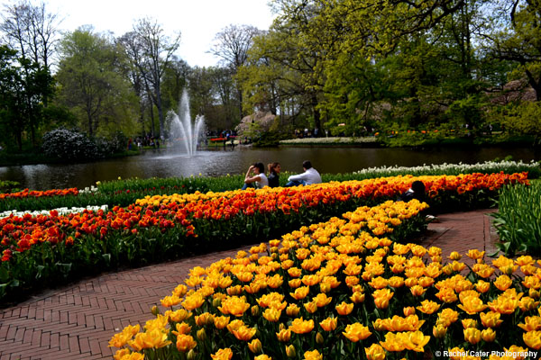 Rows of Tulips Rachel Cater Photography