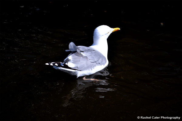 Seagull in Amsterdam Rachel Cater Photography