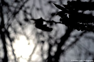 Silhouttte of Flowers on Tree Rachel Cater Photography