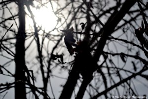 Silhouttte of Tree Rachel Cater Photography
