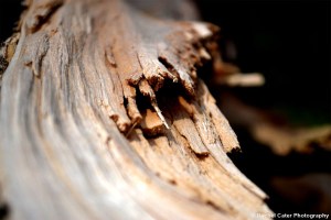Splintered wood on a tree Rachel Cater Photography