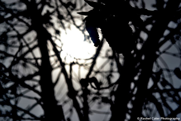 Silhouettes, Shapes & Shadows