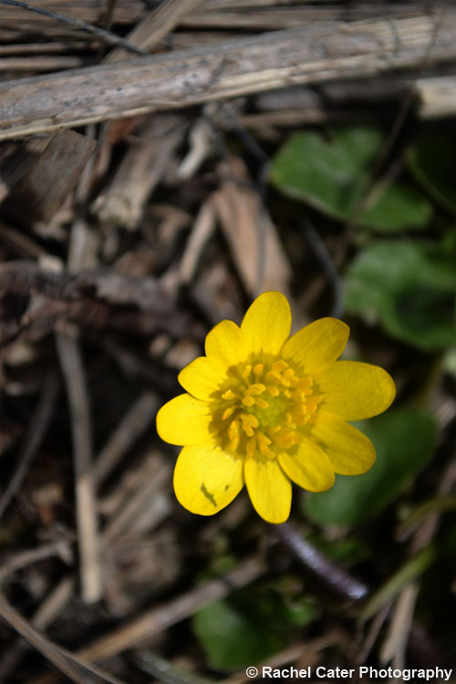 Captivating Yellow Flower