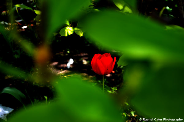 View of tulip through leaves Rachel Cater Photography