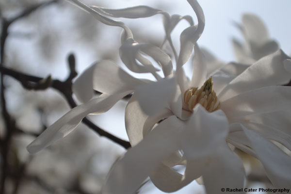 White Flower on a Tree Rachel Cater Photography