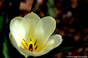Yellow Tulip in Toronto Canada Rachel Cater Photography