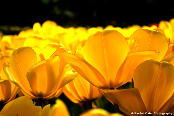 Tulips, a boy and a&nbsp;pond