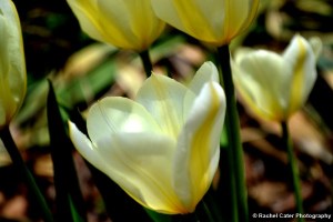 Yellow Tulips in Toronto Rachel Cater Photography