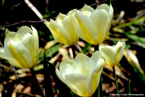 Yellow Tulips in Toronto Rachel Cater Photography