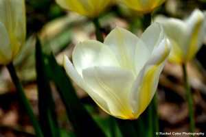Yellow Tulips Toronto Rachel Cater Photography