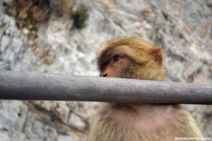 Pensive Monkey in Gibraltar Spain Rachel Cater Photography