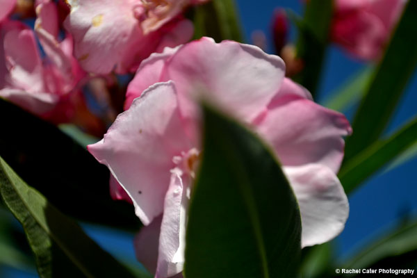 Pink Flower Rachel Cater Photography