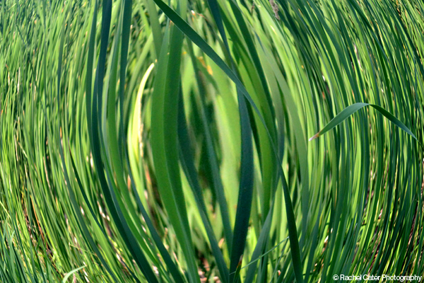 Cats Tails Plants Rachel Cater Photography