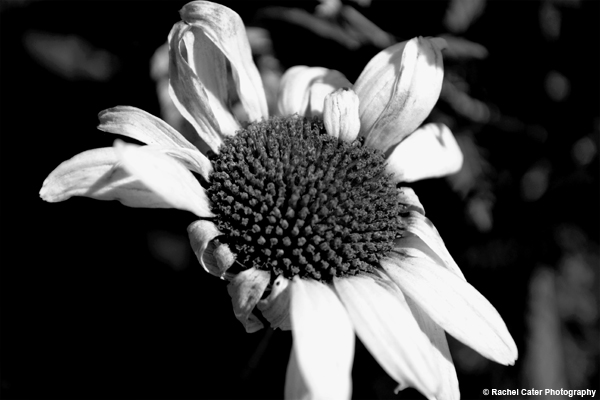 Dying Daisy Rachel Cater Photography
