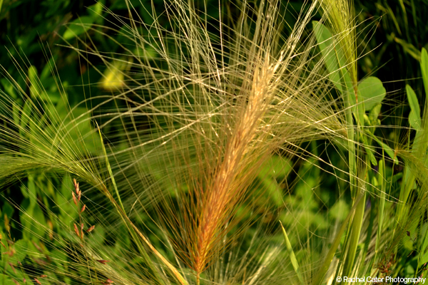 Golden Grass Rachel Cater Photography