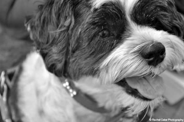 My Dog Scamp listening Rachel Cater Photography