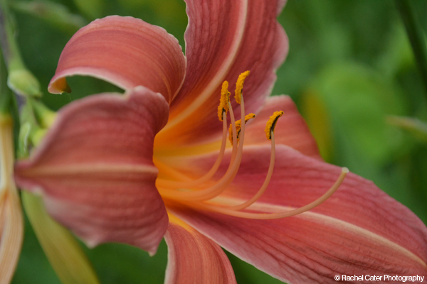 Pink Lily