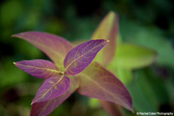 Purple Leaves