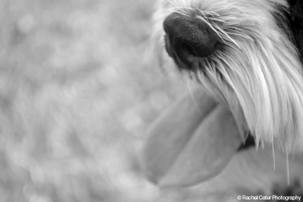 Smiling Dog Rachel Cater Photography