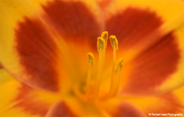 Soft Flower Rachel Cater Photography